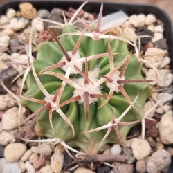 Echinocactus Texenis