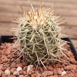 Copiapoa Cinerescens – Rooted Cutting (ex-rudolf Schulz 20yo Mother Plant Clone)