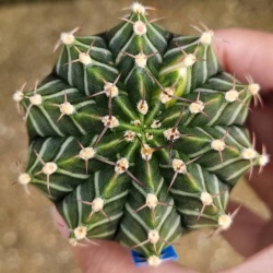Cactus 