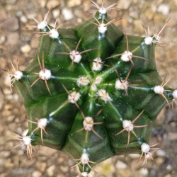 Cactus 