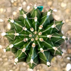 Cactus 