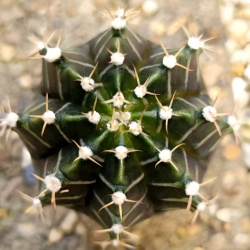 Cactus 