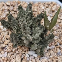 Pseudolithos mccoyi (9seeds)