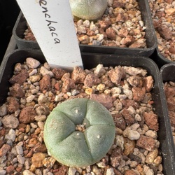 Lophophora Williamsii Menchaca