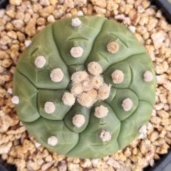 Astrophytum asterias cv. 'kikko x 5 rib fukuryu'