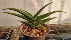 Aloe irafensis 