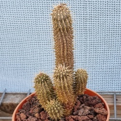 Hoodia gordonii