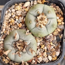 Lophophora williamsii