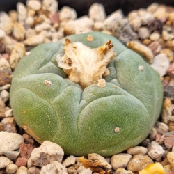 Lophophora fricii cv 'Ooibo (Rose form)'