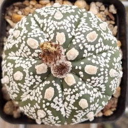 Astrophytum asterias cv. 'Super Kabuto'