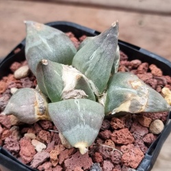 Ariocarpus retusus - Ancient & Battle-Hardened
