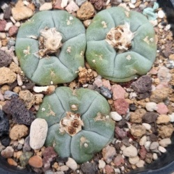 Lophophora fricii 