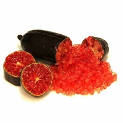 Finger Lime Byron Sunrise Grafted Tree
