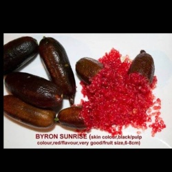 Finger Lime Byron Sunrise Grafted Tree