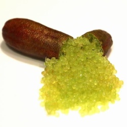 Finger Lime Collette Grafted Tree