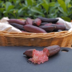 Finger Lime Emma Grafted Tree