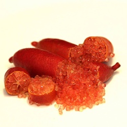 Finger Lime Little Beauty Grafted Tree
