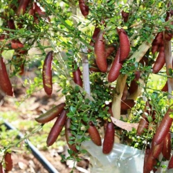 Finger Lime Pink Ice Grafted Tree