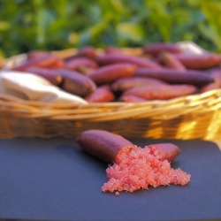 Finger Lime Pink Ice Grafted Tree