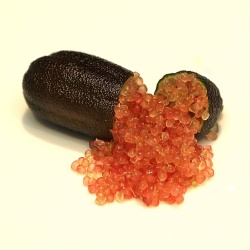 Finger Lime Red Ruby Grafted Tree
