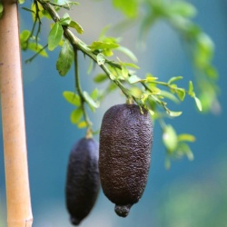 Finger Lime Red Ruby Grafted Tree