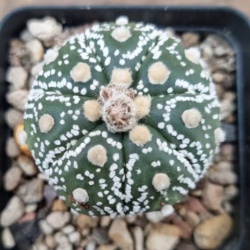 Astrophytum asterias 'Super Kabuto'