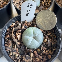 Lophophora Williamsii El Oso