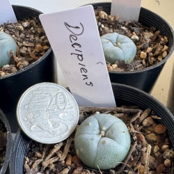 Lophophora Williamsii Decipiens