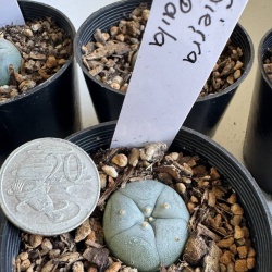 Lophophora Williamsii Sierrra Paila