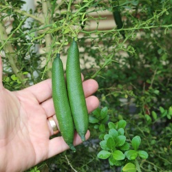 Finger Lime Green Giant Grafted Tree
