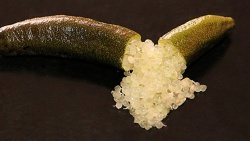 Finger Lime Chocolate Limonet Grafted Tree
