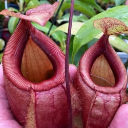 Nepenthes sibuyanensis x mirabilis var. globosa 