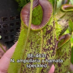 Nepenthes ampullaria x hamata 