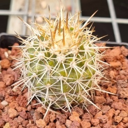 Copiapoa cinerescens – Rooted Schulz Clone (20yo Mother Line) #2