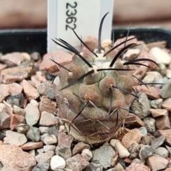 Copiapoa dealbata JN 2362