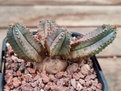 Euphorbia Tubligans