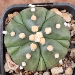 Astrophytum asterias cv. 5 rib fukuryu