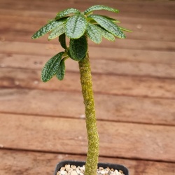 Dorstenia gigas - rooted cutting  #1