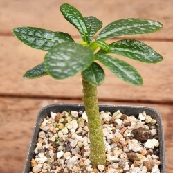 Dorstenia gigas - rooted cutting  #3