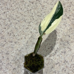 Monstera standleyana Variegata
