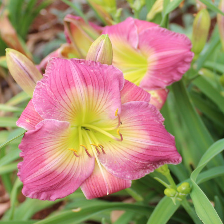 Daylily Hybrid  