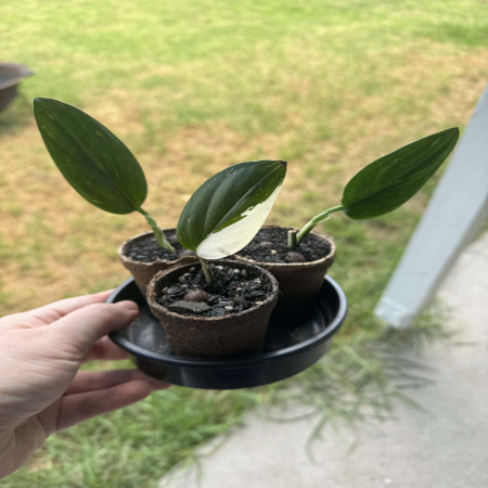 Monstera Standleyana