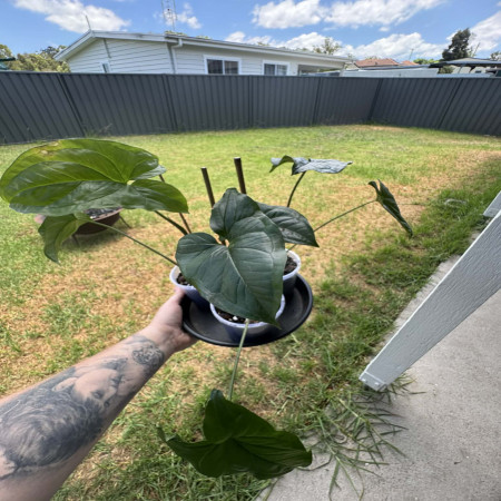 Syngonium (Green)  Healthy Potted Starter Plants