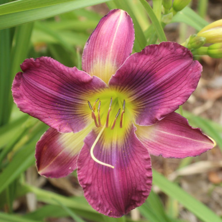 Daylily Hybrid  