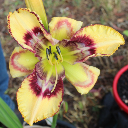 Daylily Hybrid  