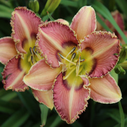 Daylily Hybrid  