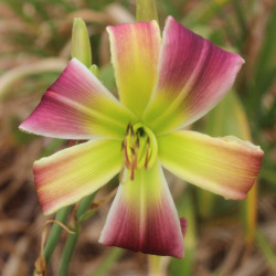 Daylily Hybrid  