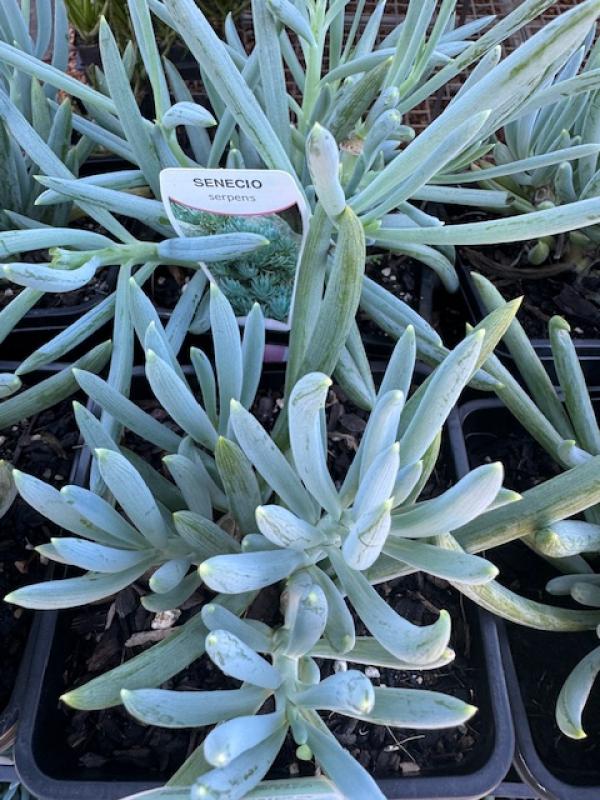 Senecio serpens, Blue Chalksticks