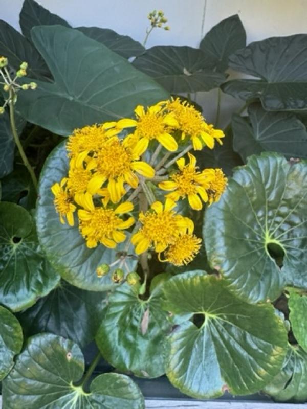 Ligularia Designer Verde