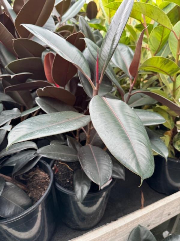 Ficus alastica Burgundy 